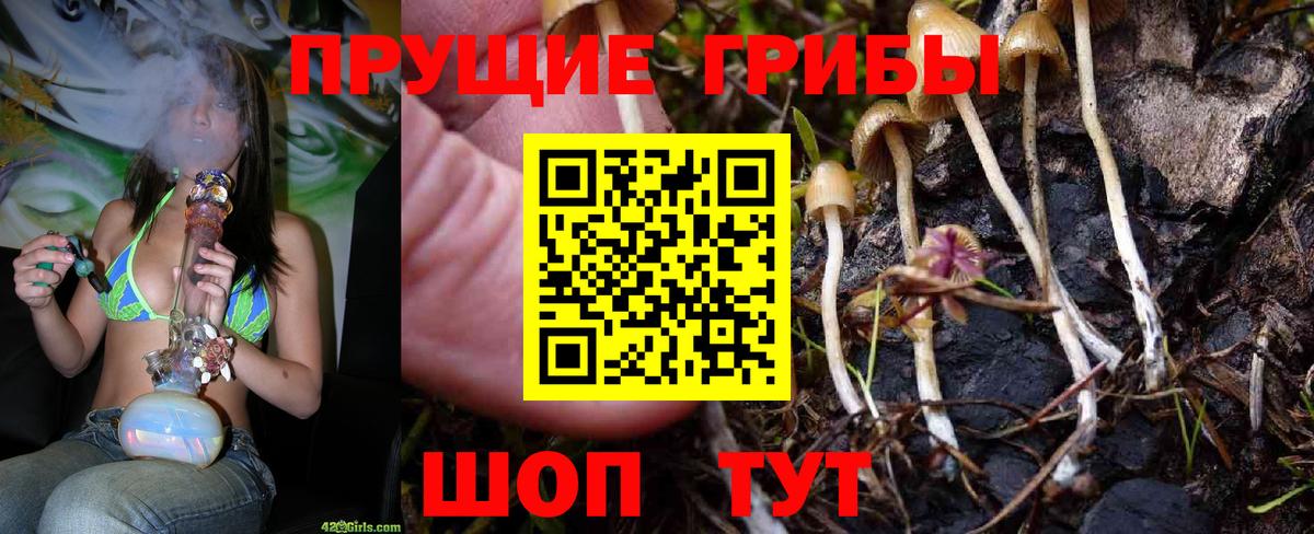 где купить   Псилоцибиновые грибы MAGIC MUSHROOMS  Вход с VPN  Абинск  Галлюциногенные грибы мицелий 